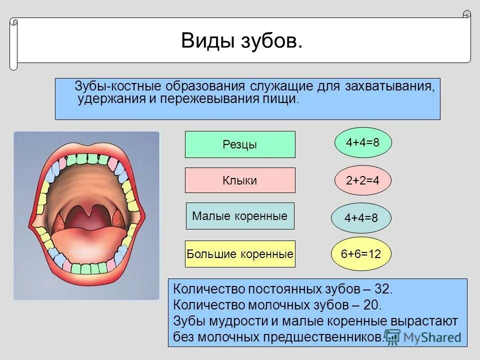 Ротовая полость зубы человека. Функции зубов резцы клыки и коренные. Строение и функции зубов. Зубы строение и функции анатомия. Строение зуба виды зубов.