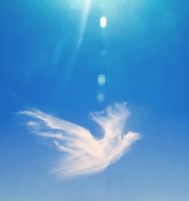 Небесные ангелы. Навстречу жизни. Девушка с крыльями птицы. Навстречу ветру. Летать по белому свету.