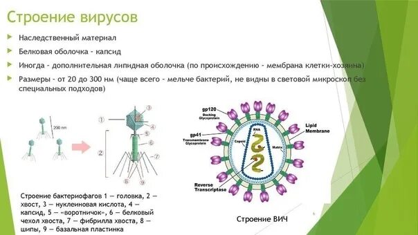 Схема строения какого вируса показана на рисунке Далеко ли до вакцины от ВИЧ" Объясняем на пальцах