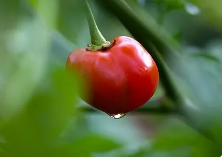 World pepper