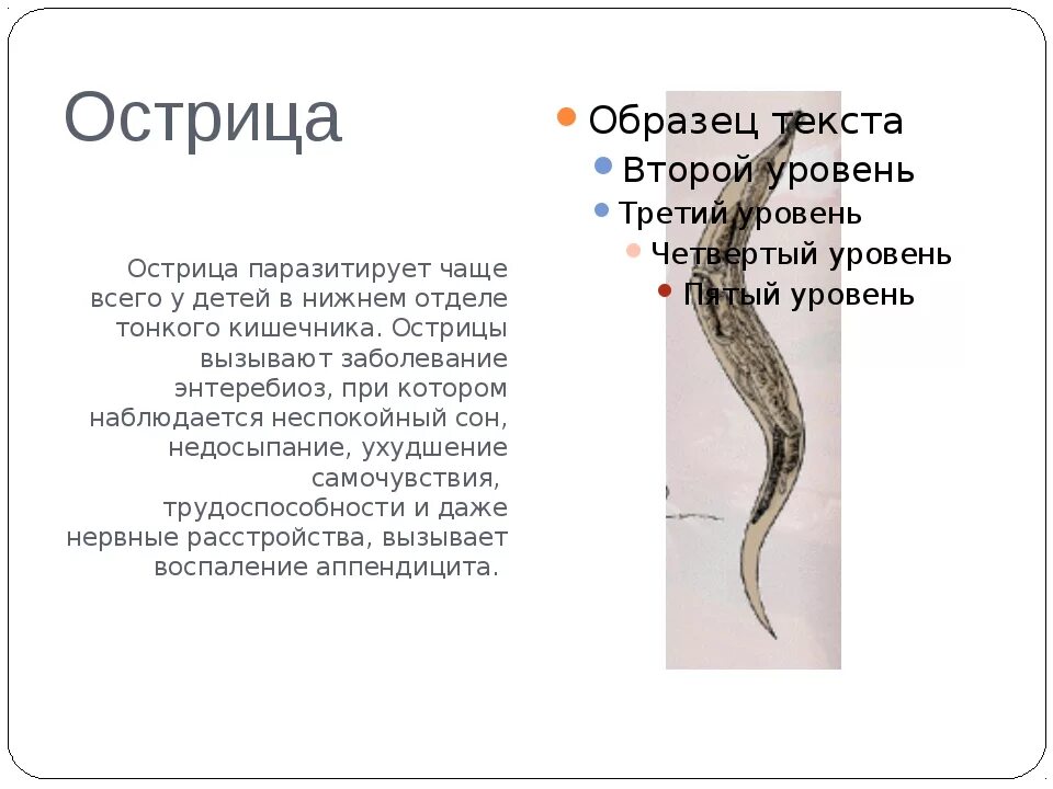Гельминты и острицы у детей. Острицы гельминты симптомы. Сколько выходят острицы. У ребёнка острицы схема. Жизненный цикл острицы схема.