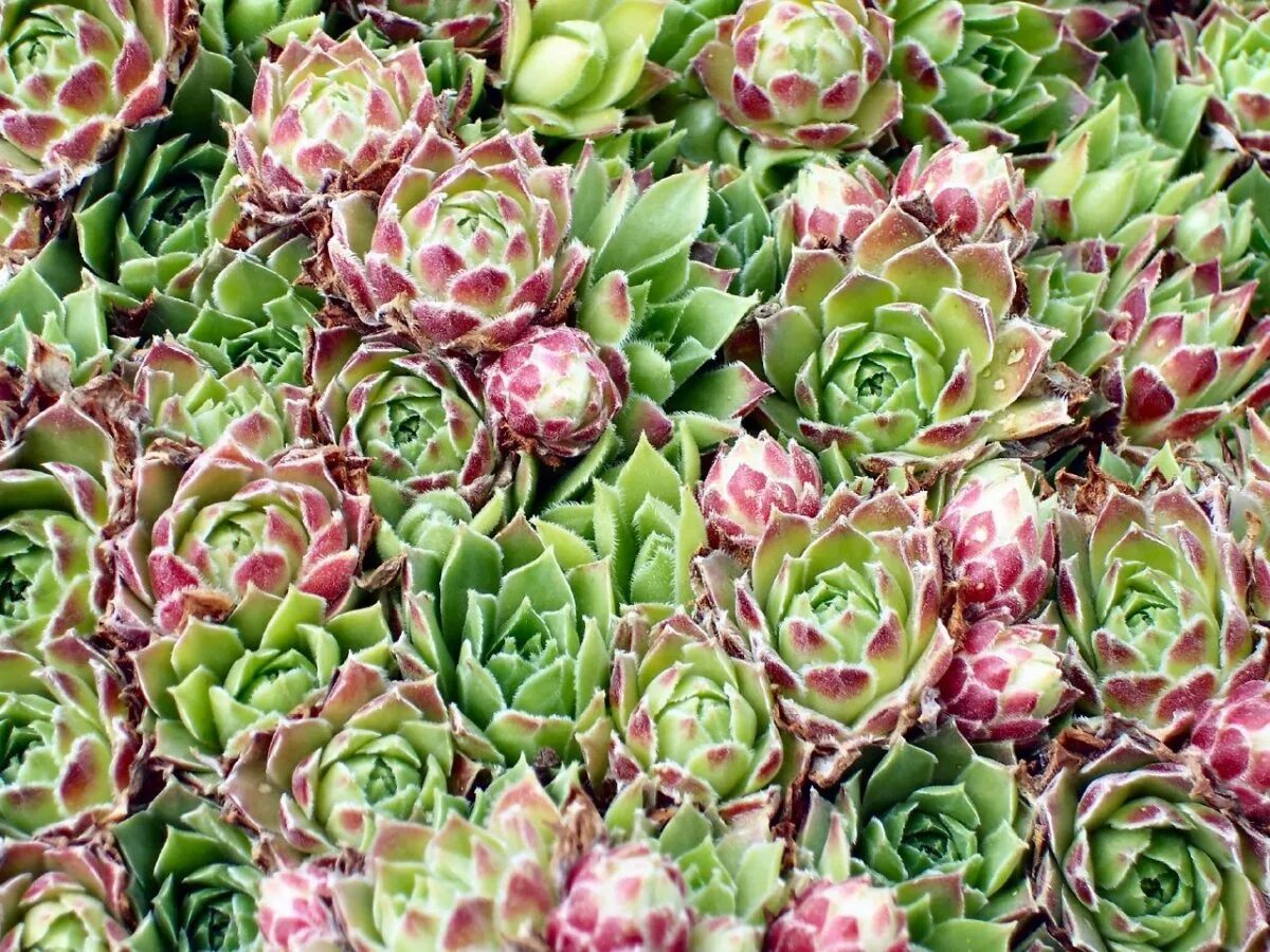 Заячья капуста растение. Молодило заячья капуста. молодило (sempervivum) джузеппе. семпервивум мочалкин. молодило sempervivum leo.