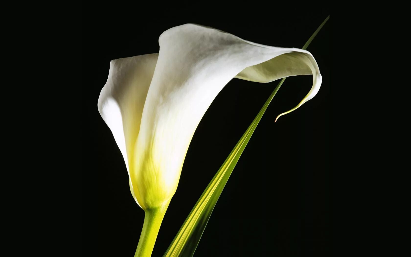 Калла саншайн. Цветы - белокрыльник (White Calla Lily). Калла Лас Вегас. Calla Lily цветок. Уайт Фельди цветы.