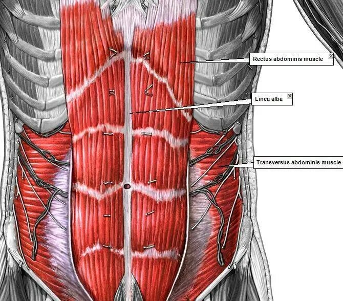 Передняя прямая мышца живота. Сухожильные перемычки прямой мышцы живота. М. rectus abdominis. Поперечная мышца живота (m. transversus abdominis). Ректус абдоминис мышца.