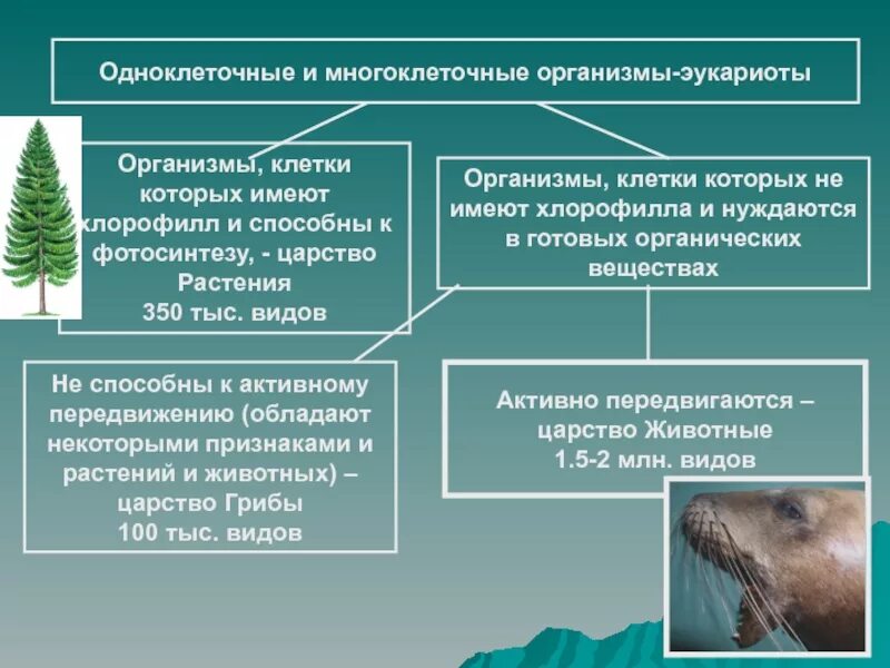 аэробные прокариоты. живые организмы аэробное. анаэробные бациллы. анаэробные организмы примеры. живые организмы аэробное.