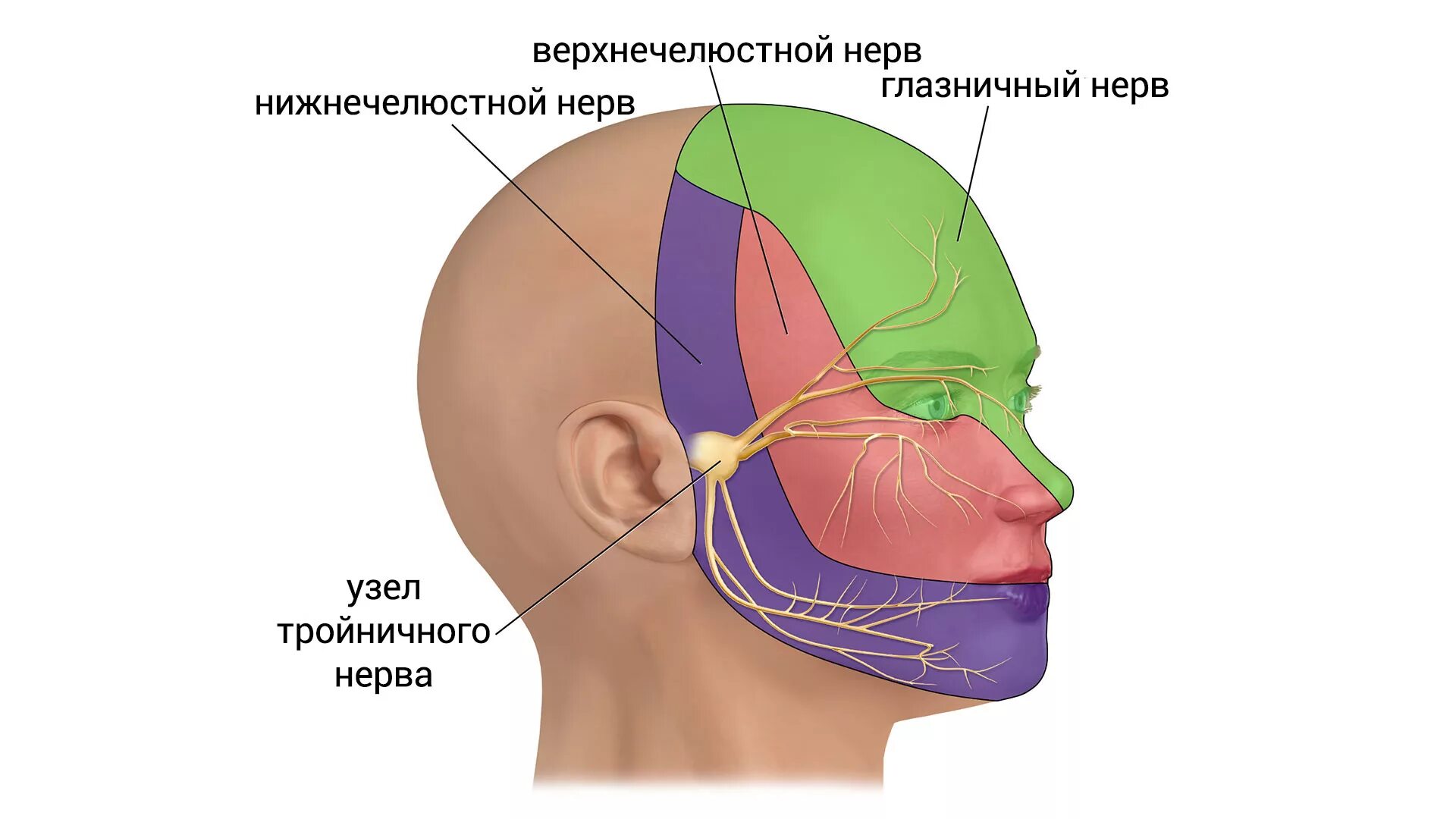 Зоны иннервации тройничного нерва на лице. Зоны Зельдера тройничного нерва. Верхнечелюстной тройничный нерв анатомия. Зона иннервации 1 ветви тройничного нерва.