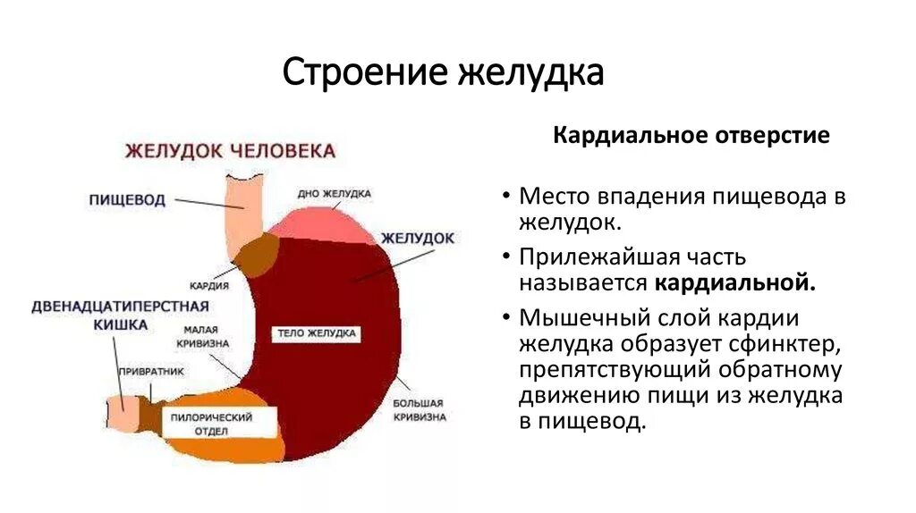 Желудок функция отдела. Желудок функции Анатомическое строение. Строение желудка анатомия отделы. Схема строения желудка внешняя и внутренняя. Внешнее строение желудка.