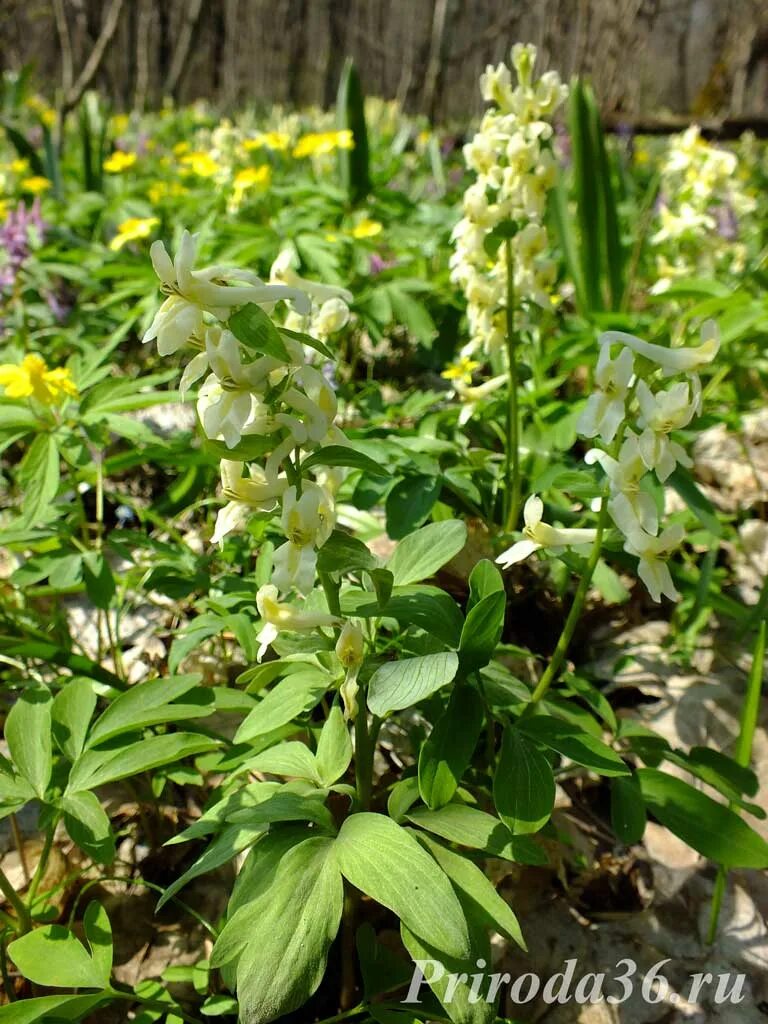 Хохлатка Маршалла Corydalis marschalliana. Первоцветы Воронежской области хохлатки. Первоцветы в Воронежской области названия. Первоцветы Воронежа. Первоцветы воронежской области