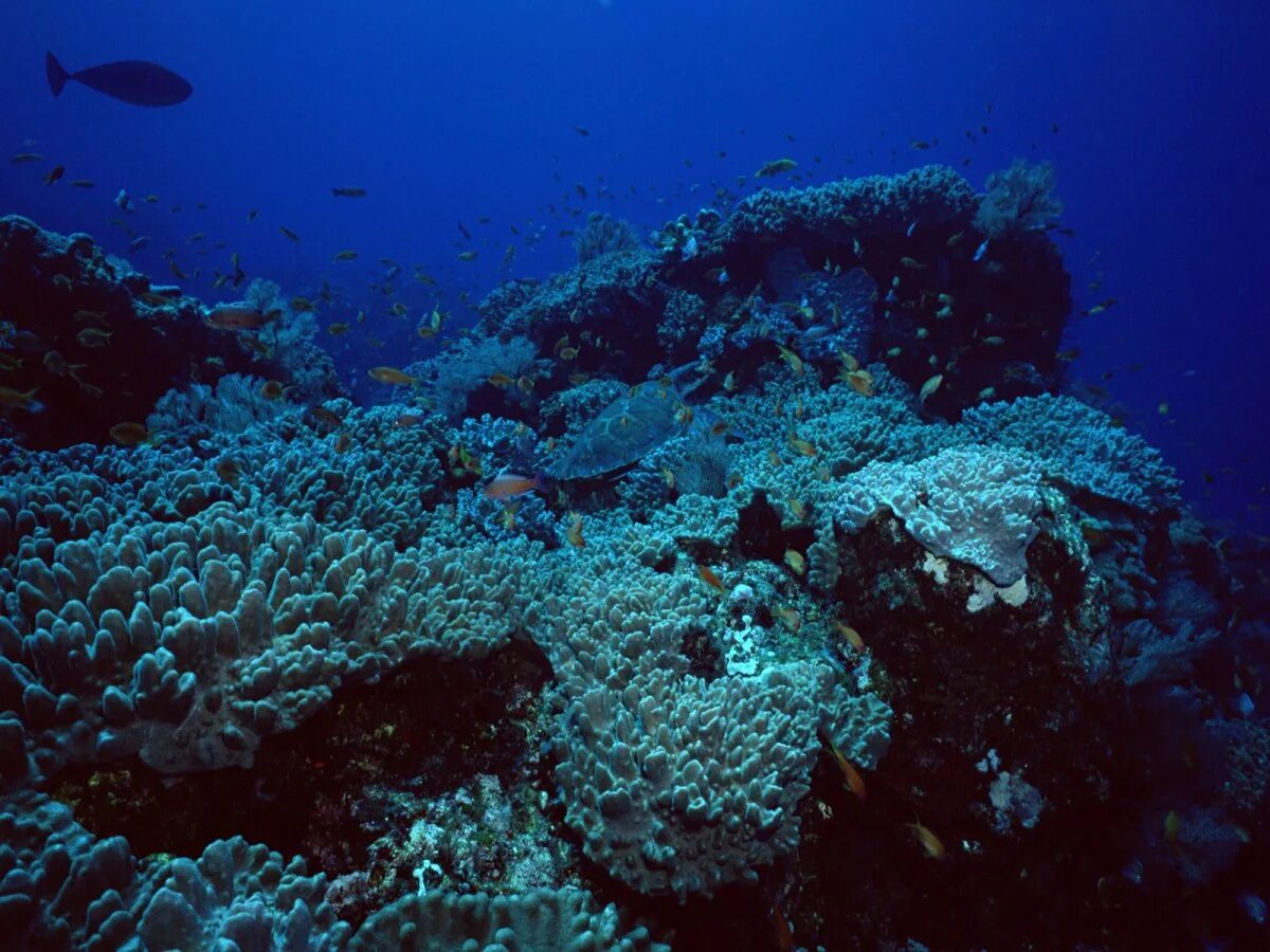 Группа морских организмов обитающих на дне океана. Морские глубины. Морское дно. Дно Тихого океана. Подводный мир черного моря.