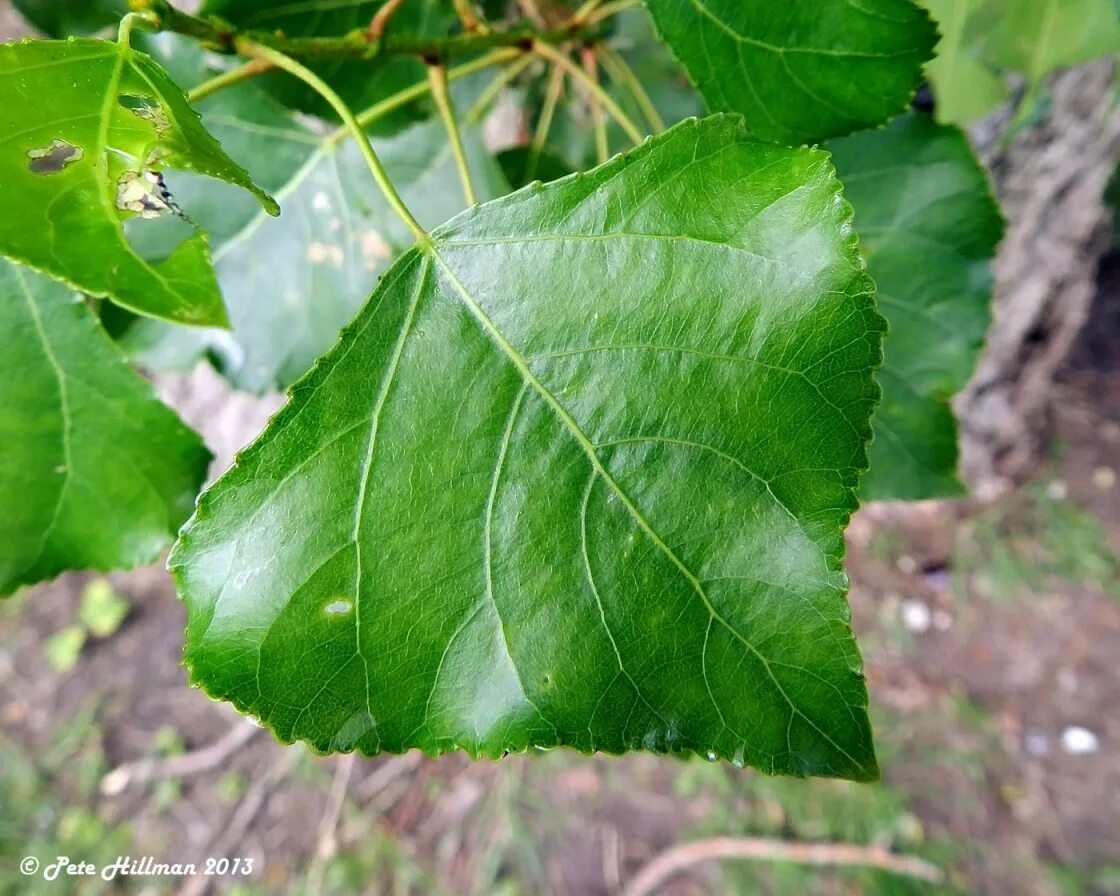 Лист тополя. Populus nigra лист. тополь черный италика лист. тополь черный populus nigra листья. тополь канадский (populus canadensis).