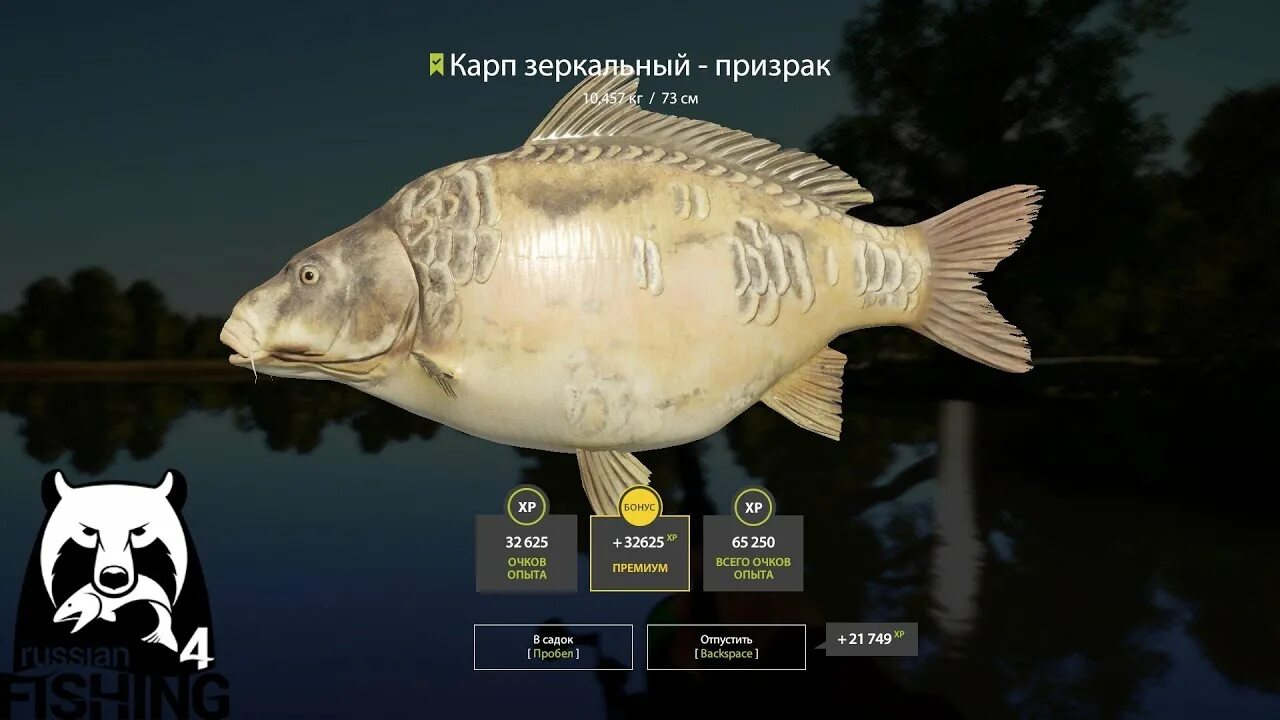 Рыбалка 4 донка. Карпы в рр4 на Янтарном. Карп зеркальный рр4. Карп Russian Fishing 4. Русская рыбалка 4 Карп.