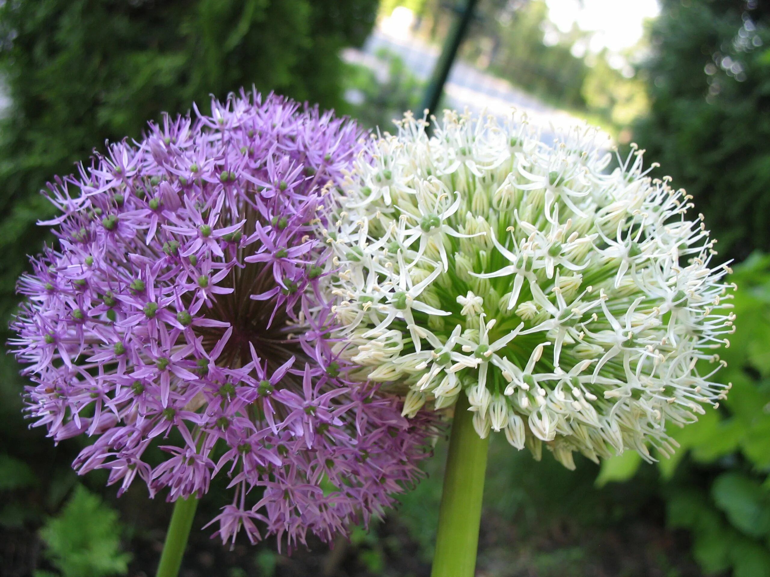 Аллиум Гигантеум, 80. Аллиум семена. Аллиум Allium giganteum "Гигантеум". Декоративный чеснок фото