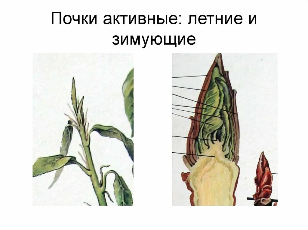 Какую функцию выполняют спящие почки. Зимующие почки. спящие почки растений. спящие почки. закрытые почки растений.