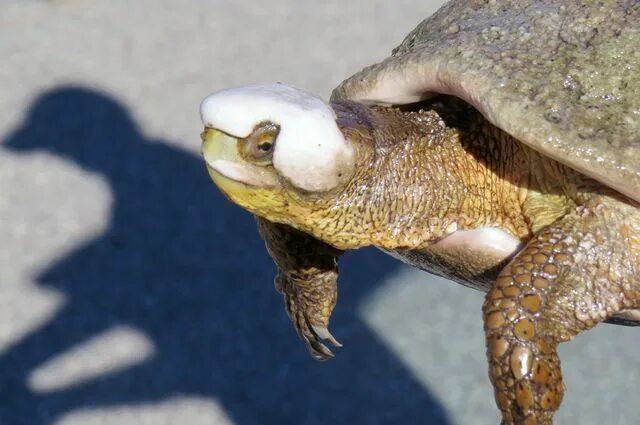 Left turtle. Albino snapping Turtle.