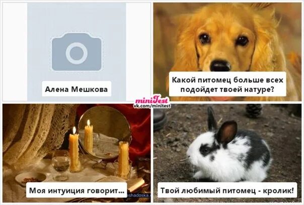 Какого питомца хочешь. Какие питомцы. какой лучше питомец. какого больше всего питомца люблю. какого питомца любит егорчик.