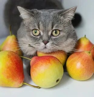 3 кота фрукты