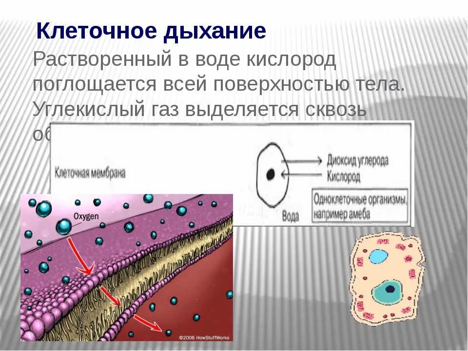 Изменения дыхания клеток. Клеточное дыхание. Клеточное дыхание животных. Дыхание клетки схема. Клеточное дыхание это в биологии.