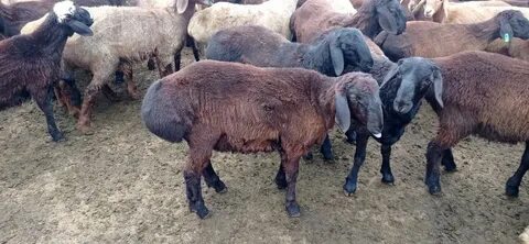 Орыстар азиатты сиқырлайды