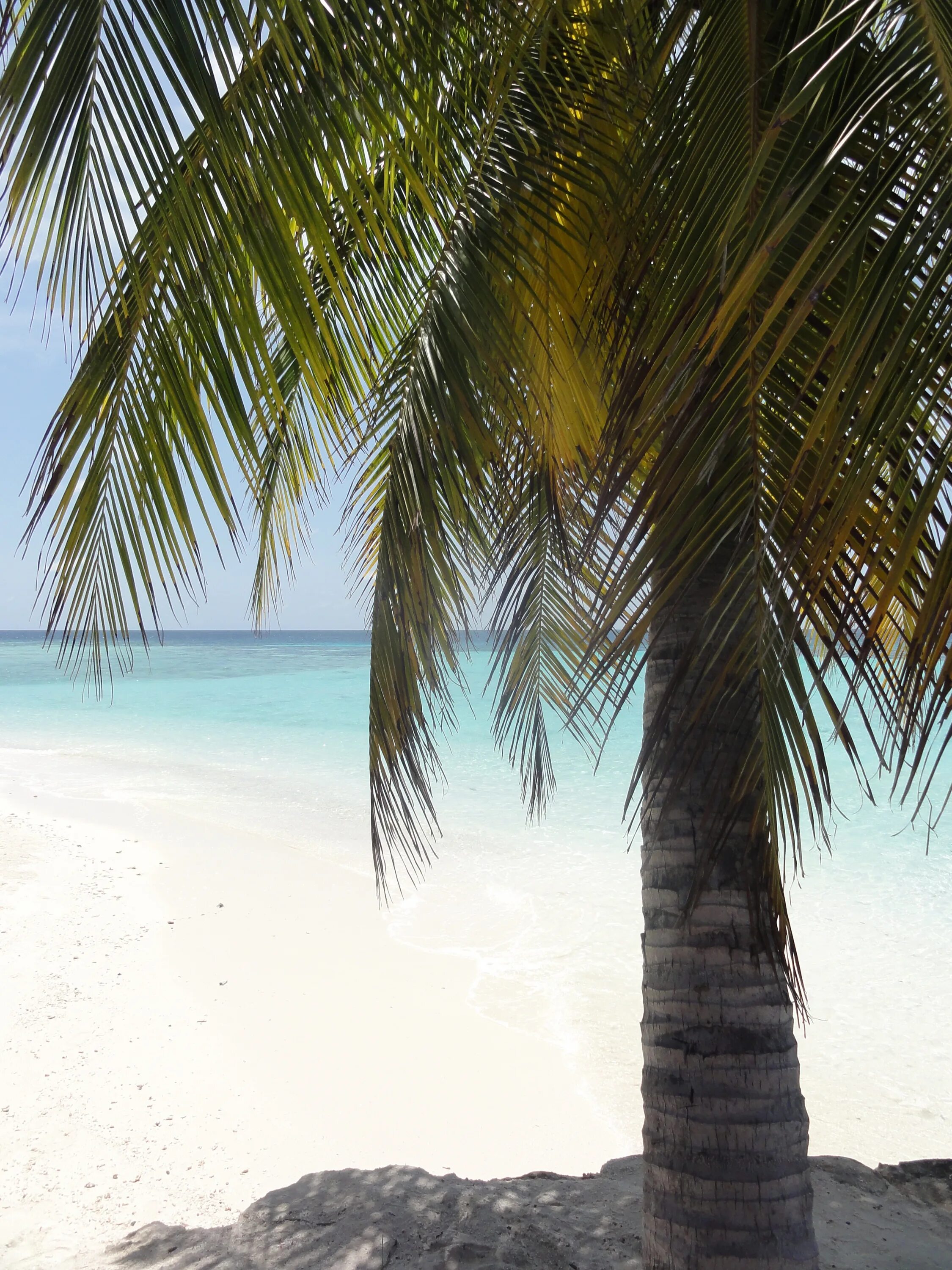 Палм Бич Мальдивы. Индийский океан Мальдивы. Пляж с пальмами. Пальмы песок.