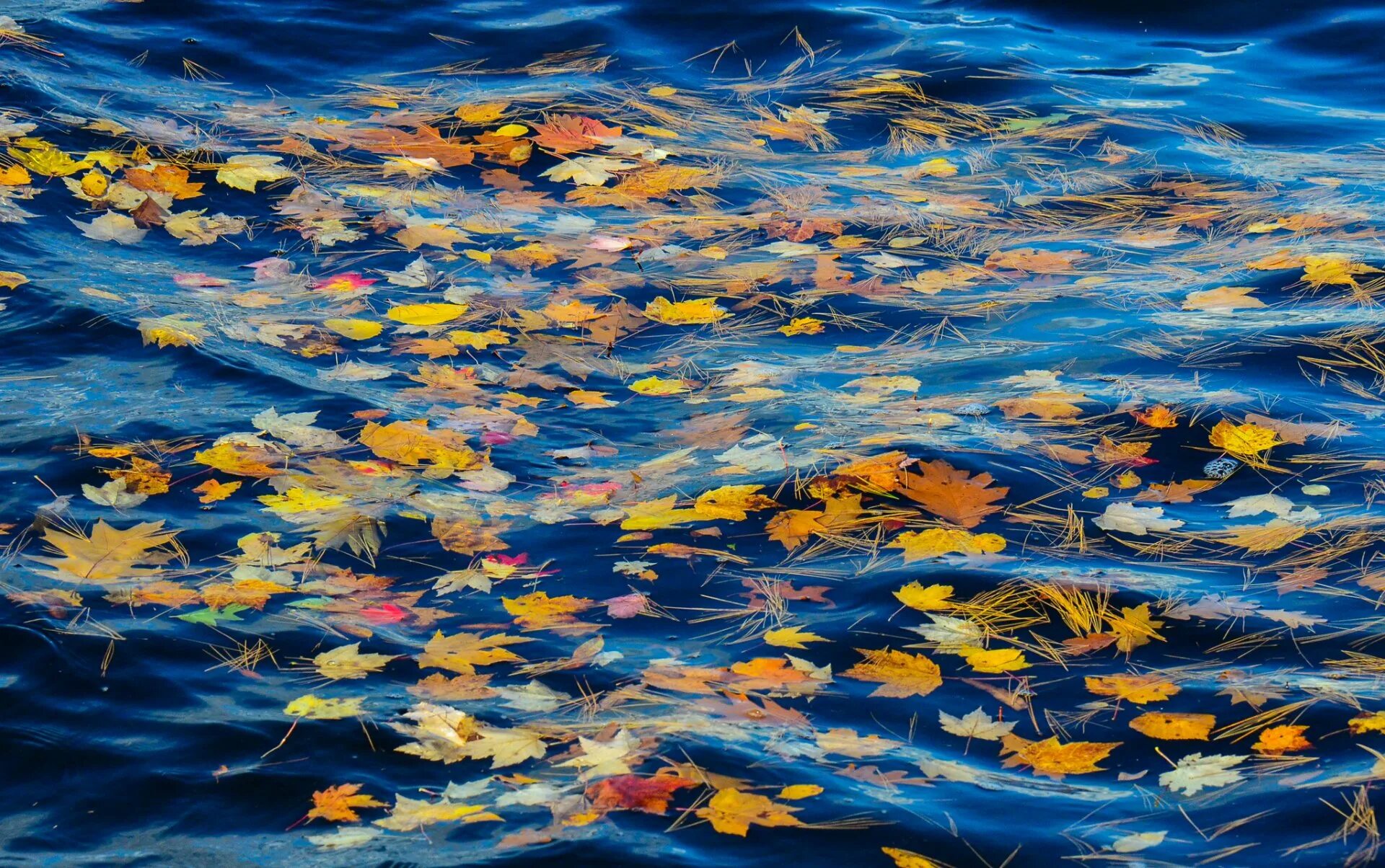 Осеннее море. Осенние листья на воде. Осенняя листва на воде. Осеннее море вода. Осенним вечером случилось мне плыть