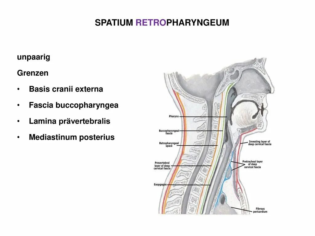 Spatium retropharyngeum. Spatium lateropharyngeum. Заглоточное пространство анатомия. Spatium retropharyngeum анатомия. Заглоточное пространство шеи.