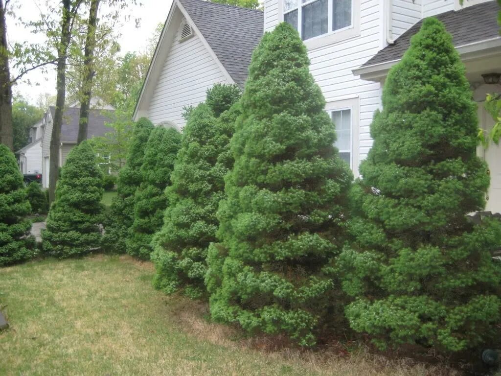 Ель - плохая примета. Елки вдоль забора. Елка дома приметы и суеверия. Елка дома приметы и суеверия. Елка дома приметы и суеверия.