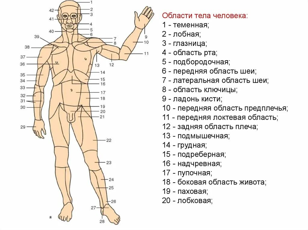 Анатомические области тела области тела человека. Части тела человека названия. Части тела человека анатомия. Название человеческих частей тела.