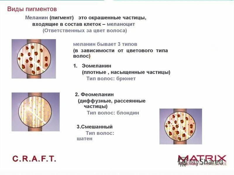 Меланин пигмент волос. Типы пигментов волос. Типы меланина в волосах. Пигмент для волос. Эумеланин и феомеланин пигмент кожи.