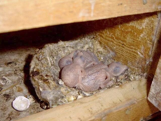 Птенец ласточки новорожденный. Птенцы ласточки Новорожденные. Птенец стрижа новорожденный. Возраст птенца стрижа.
