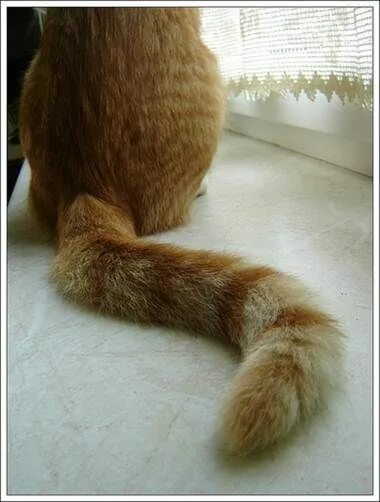 Язык кошачьего хвоста Cute cats, Cute animals, Warrior cats
