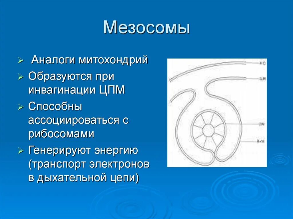 Строение бактерии мезосомы. Роль мезосома бактериальной клетки. Строение бактериальной клетки мезосомы. Строение мезосом бактерий.