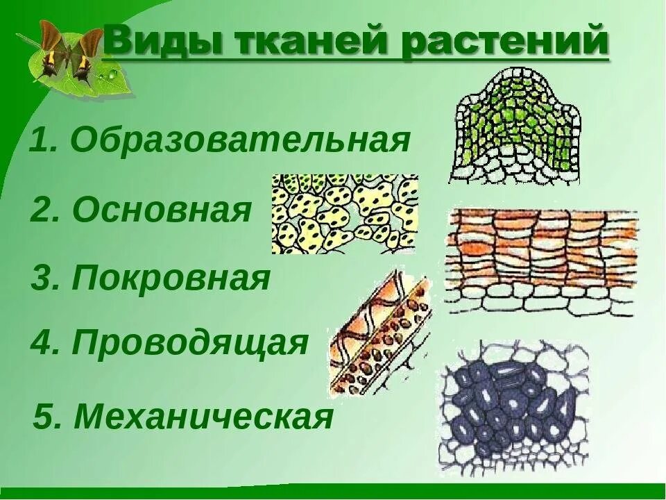 Почему основная ткань получила такое название биология. Выглядит основная ткань растений. строение основной ткани растений 5 класс биология. строение основной ткани 6 класс биология. биология 6 класс образовательная ткань растений.