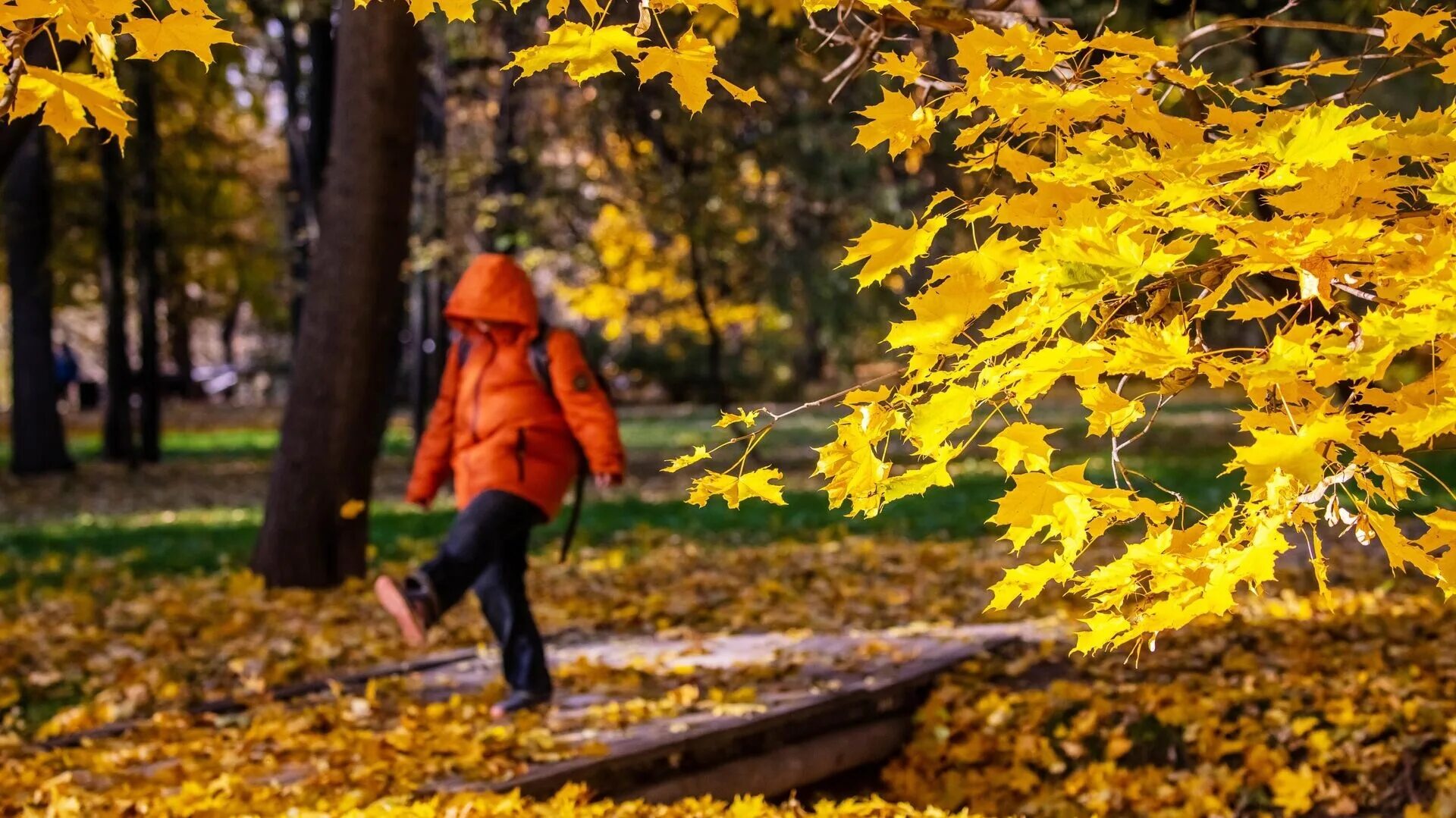 Пришел сентябрь золотой. Осенняя хандра. Сентябрь начало осени. Москва осенью.