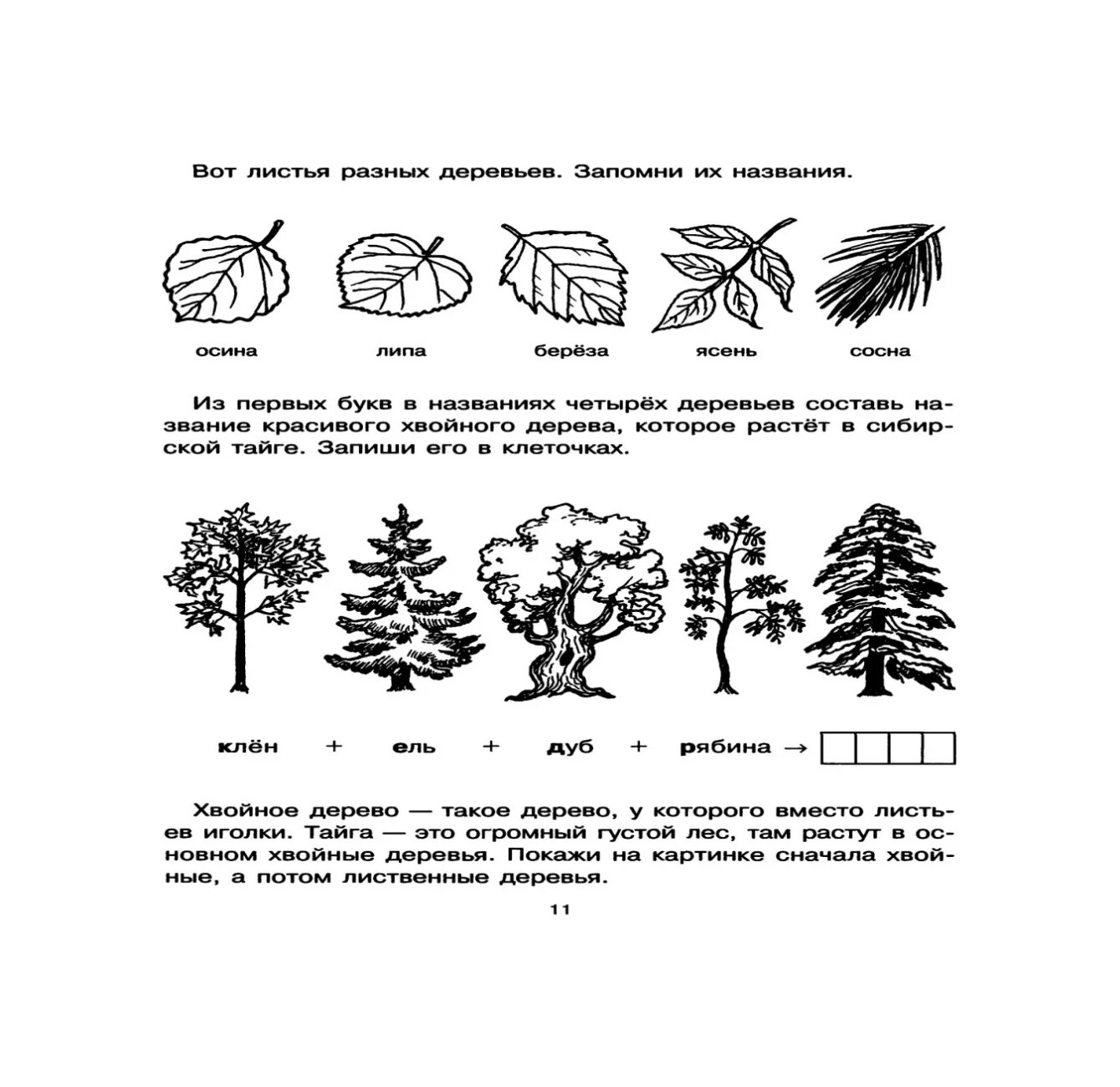 Хвойные и лиственные деревья задания для дошкольников. Деревья задания для дошкольников. Хвойные деревья задания для дошкольников. Лиственные деревья задания для дошкольников.