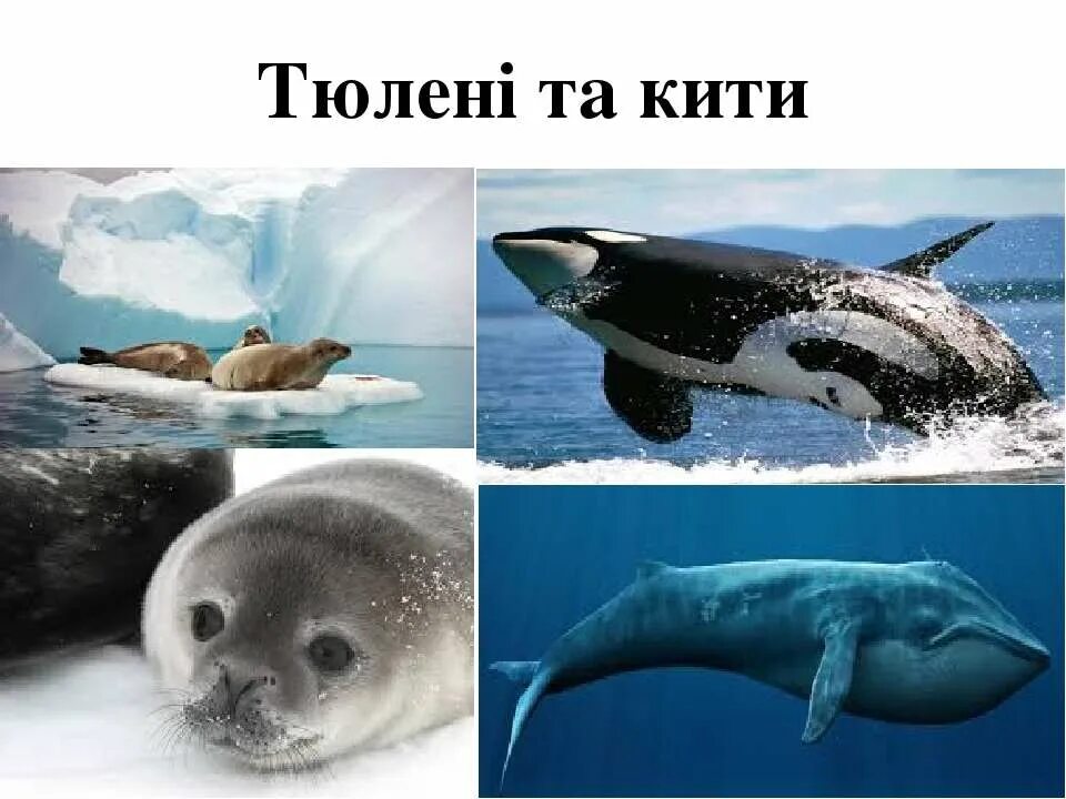 Киты и тюлени. Китообразные и тюлени. Китов и морских котиков. Сходство тюленей и китов.