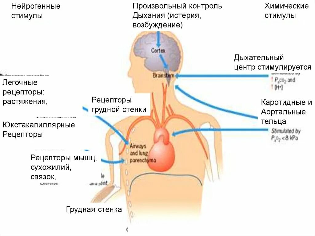 Центр произвольных дыхательных движений. Регуляция дыхания рецепторы. Рецепторы дыхательного центра. Возбуждение дыхательного центра. Легочные рецепторы растяжения.