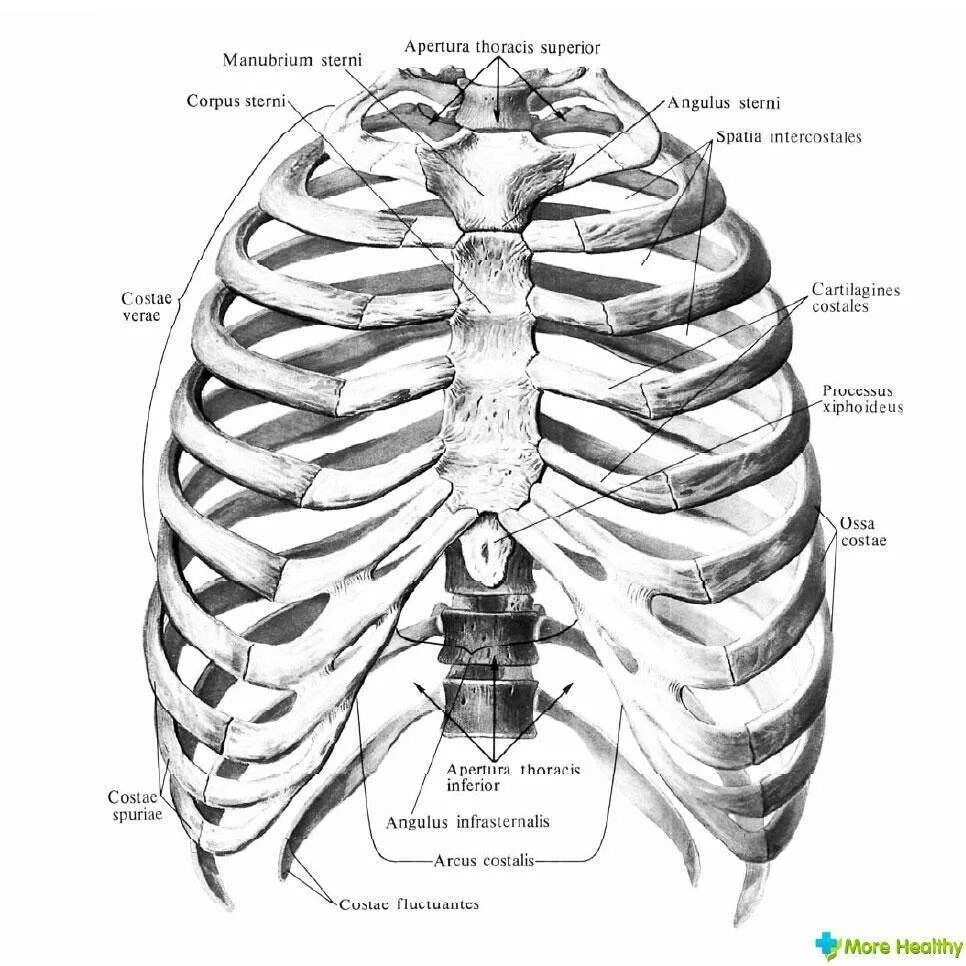 Строение грудины анатомия латынь. Кости грудной клетки человека анатомия. Грудная клетка строение анатомия латынь. Грудная клетка анатомия Синельников.
