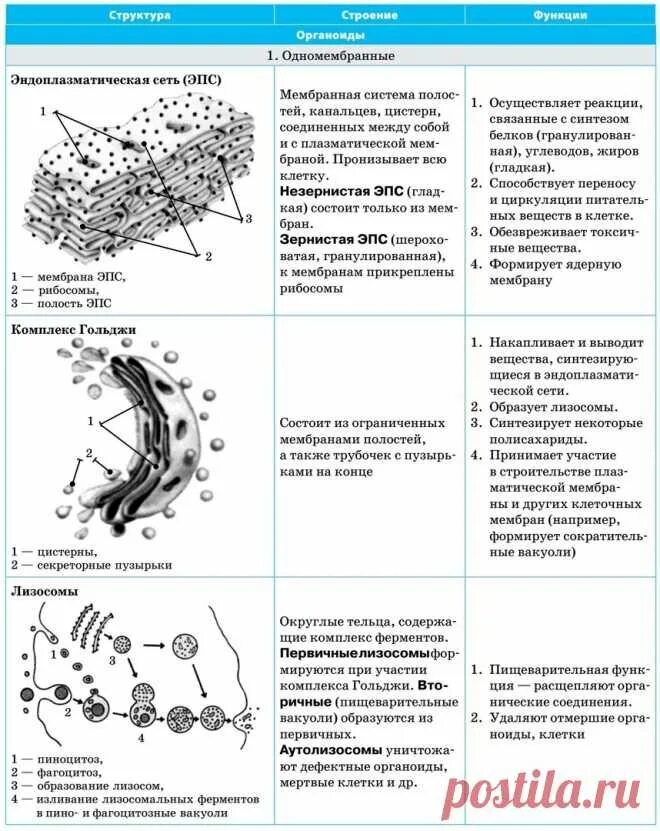Функции эпс таблица. Органоиды клетки строение и функции таблица. органоид эндоплазматическая сеть строение и функции таблица. одномембранные компоненты клетки таблица. таблица строение клетки органоиды строение функции.