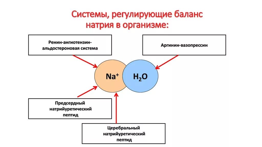 Регуляция обмена натрия в организме. Гормоны регулирующие обмен натрия. Гормоны регулирующие обмен натрия и калия. Обмен натрия и калия.