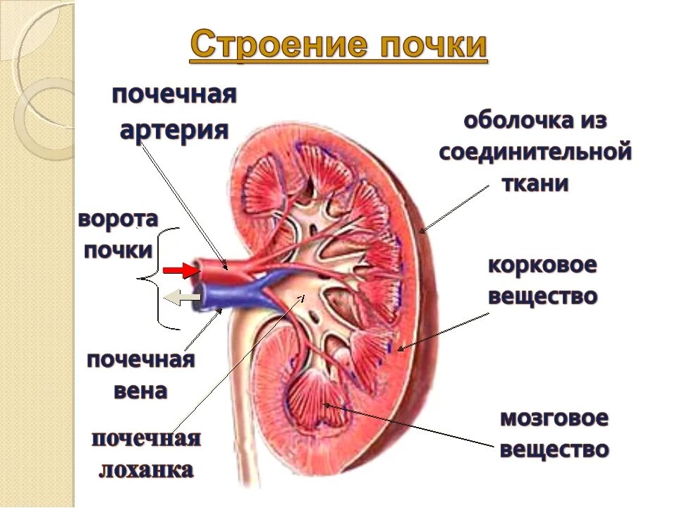 Выделительная система строение почки. Система выделения. Строение и функции почек. Строение выделительной системы человека схема. Мочевыделительная система биология 8 класс строение почки. Выделение строение и функции мочевыделительной системы презентация