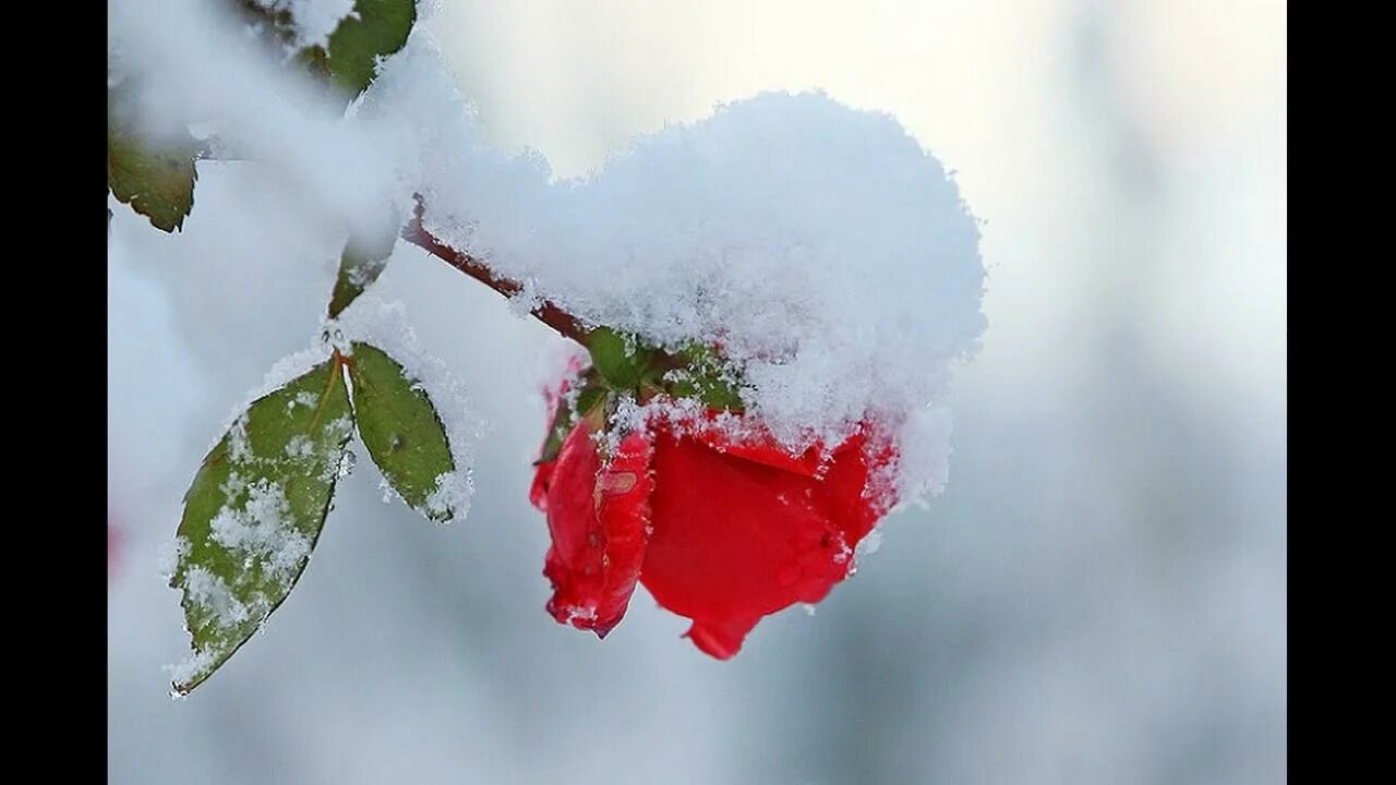 Девушка из снега. Весенний мороз. Скорость таяния снега. Ручьи от таяния снега. Следы человека на снегу.