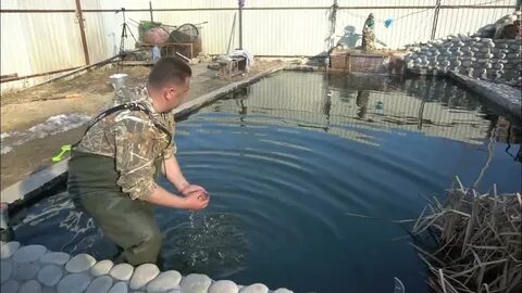 Форель в пруду