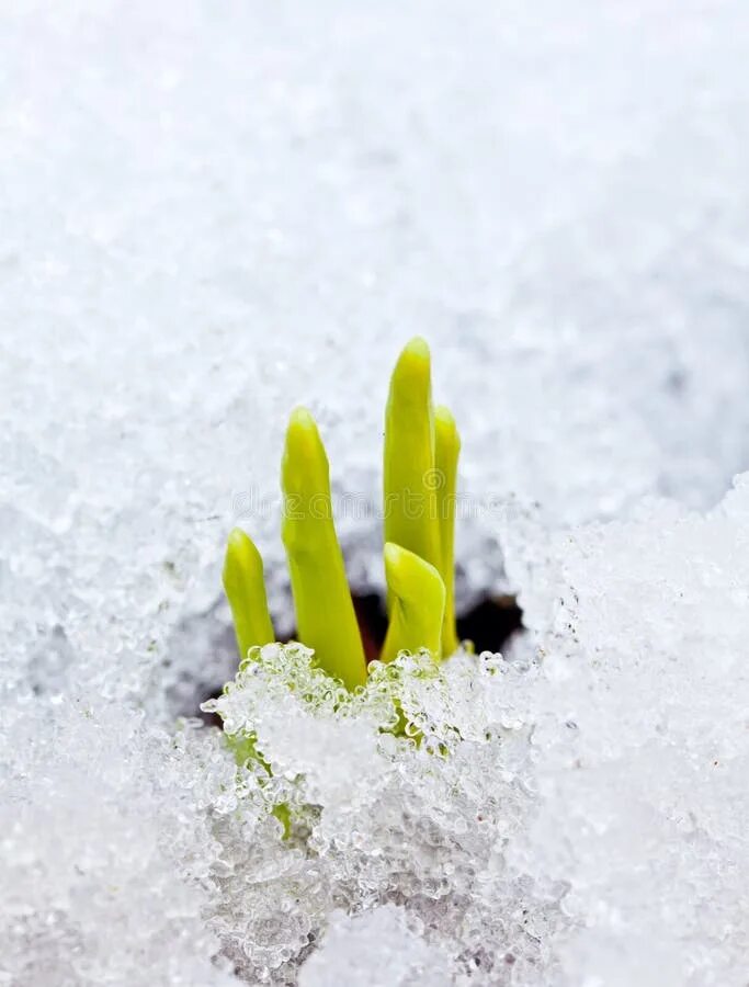 Growing cold