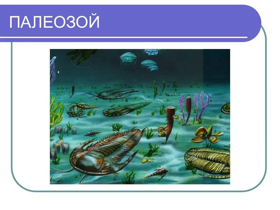 Девонский период живые организмы. Девонский период палеозойской эры животные. Девонский период палеозойской эры. Палеозойская эра девон животные. Девонский период живые организмы.
