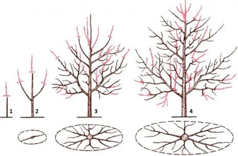 Формирование плодовых. Формирование разреженно-ярусной кроны яблони. Обрезка яблони весной схема. Схема обрезки яблони весной.