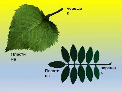 Черешок