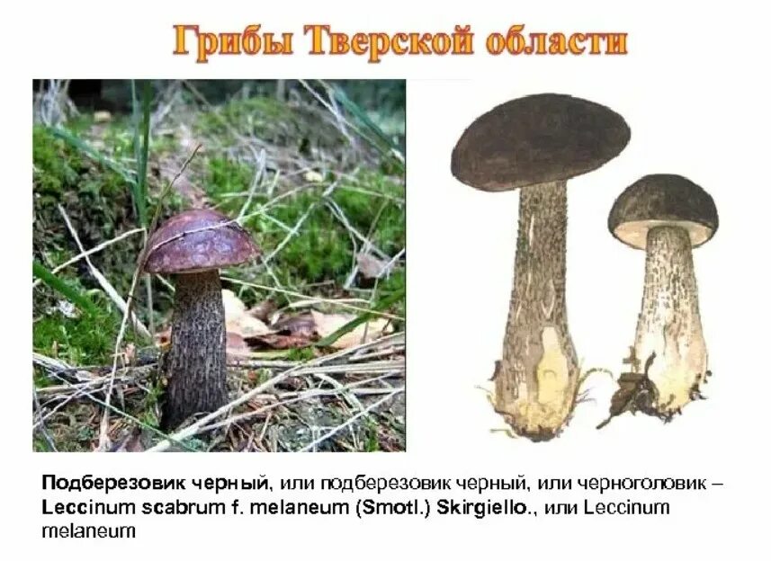 Шляпка подберезовика обыкновенного образована клетками содержащими. Подберёзовик чёрный. пластинчатые грибы подберезовик. гименофор подберезовика. подберезовик черный или черноголовик.