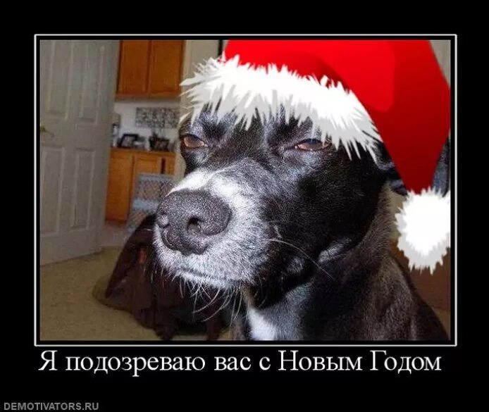 Собака в новогодней шапке мем Hate Christmas Not as much as this Siberian husky Siberian husky dog, Cute husk