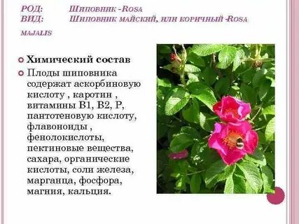 Систематическое положение шиповника дикого 7 класс биология