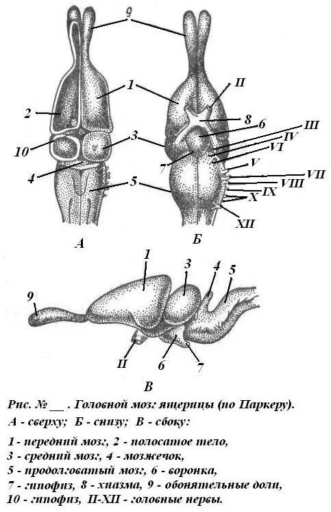 Головной отдел ящерицы. Строение головного мозга пресмыкающихся. Головной мозг пресмыкающегося схема. Строение головного мозга рептилий схема. Строение нервной системы ящерицы.